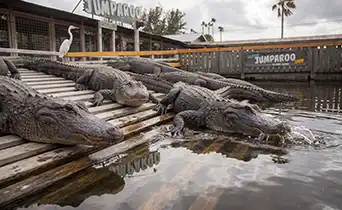 Gatorland Orlando